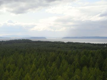 Culbin Forest